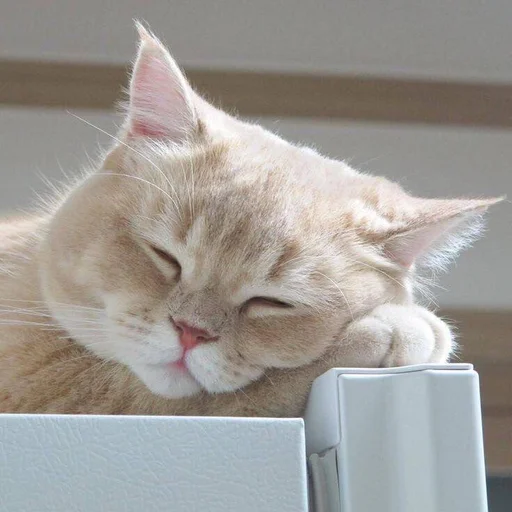 Sticker aanimolz - 1