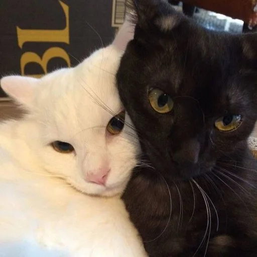 Sticker aanimolz - 1