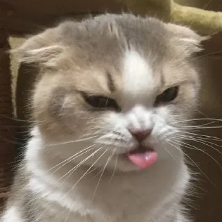 Стикер энимолс - 6