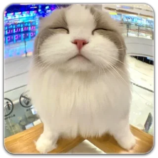 Sticker китик - 2