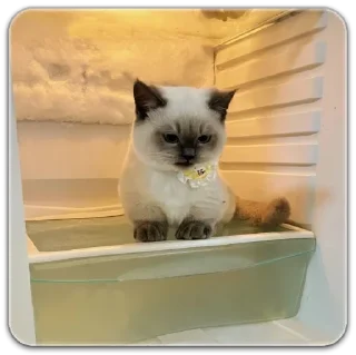 Sticker китик - 1