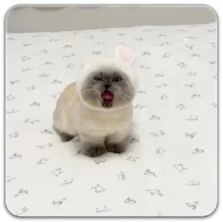 Sticker китик - 8