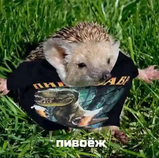 hedgehog animal mammal