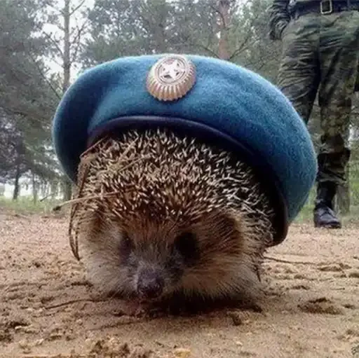 animal hedgehog mammal