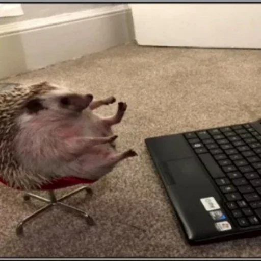 indoor computer laptop