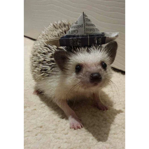 animal mammal hedgehog