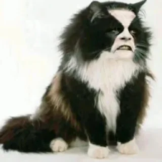 Sticker immortal combat - 11