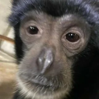 Sticker Монкиз🦍 - 6