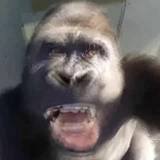 Sticker Монкиз🦍 - 0