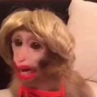 Sticker Монкиз🦍 - 2