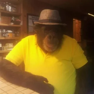 Sticker Монкиз🦍 - 4