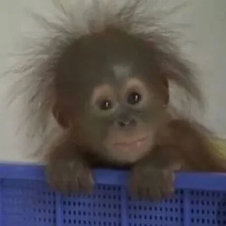 Sticker Монкиз🦍 - 9