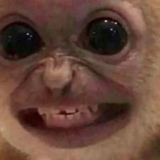 Sticker Монкиз🦍 - 5