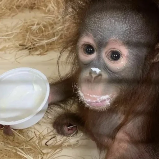 Монкиз 2 🦍 - 