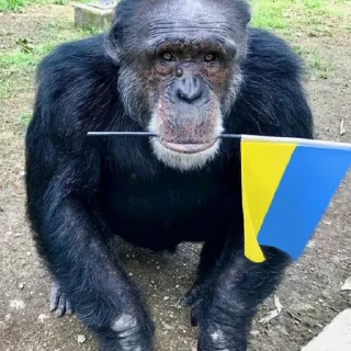 Sticker Монкиз 2 🦍 - 1