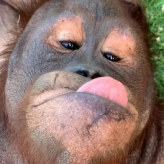 Sticker Монкиз 2 🦍 - 6