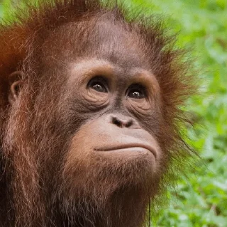 Sticker Монкиз 2 🦍 - 0