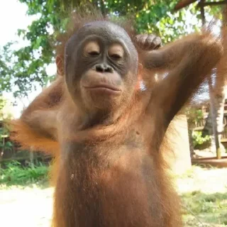 Sticker Монкиз 2 🦍 - 3