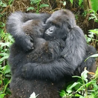 Sticker Монкиз 2 🦍 - 10