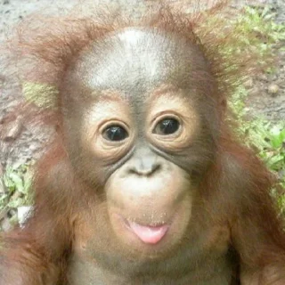 Sticker Монкиз 2 🦍 - 11