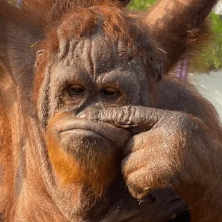 Sticker Монкиз 2 🦍 - 9