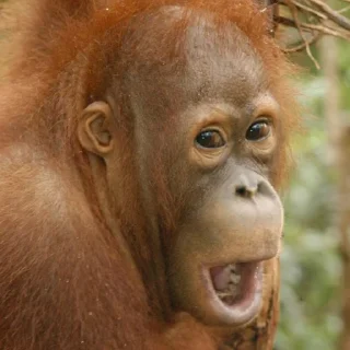 Sticker Монкиз 2 🦍 - 8