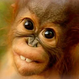 Sticker Монкиз 2 🦍 - 7