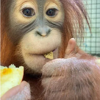 Sticker Монкиз 2 🦍 - 2