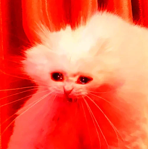 животное млекопитающее домашняя кошка