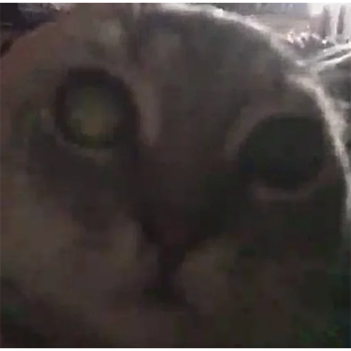 животное млекопитающее кошка