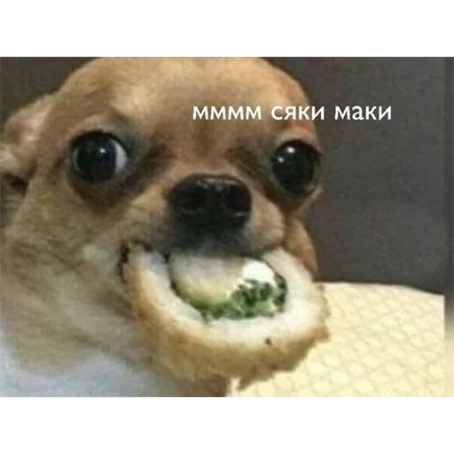 млекопитающее порода собак собака