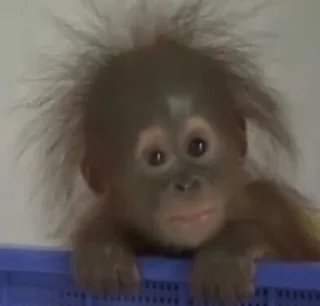 Sticker абызяны - 9