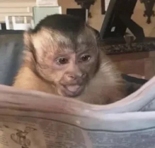 Sticker абызяны - 3