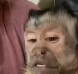 Sticker абызяны - 4