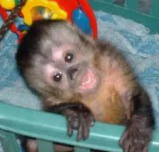 Sticker абызяны - 5