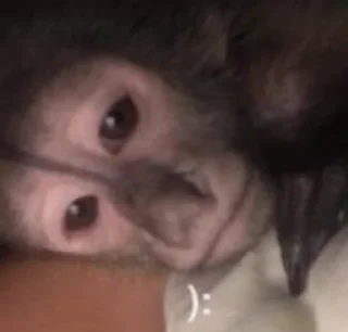 Sticker абызяны - 1