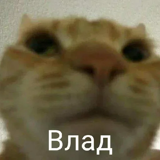 животное млекопитающее кошка