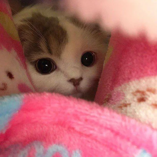 small to medium-sized cats cat animal