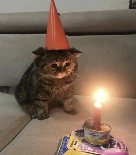indoor candle cat