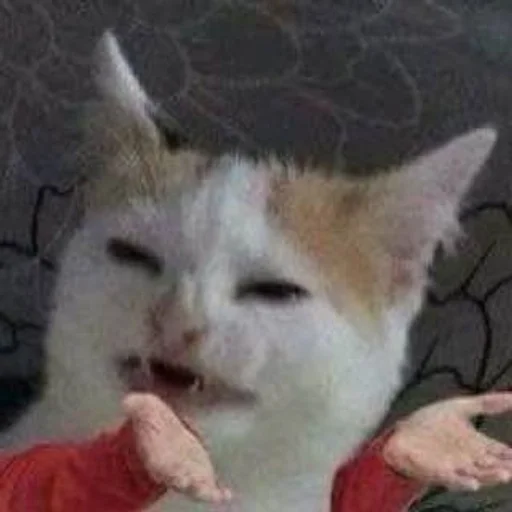 млекопитающее животное кошка