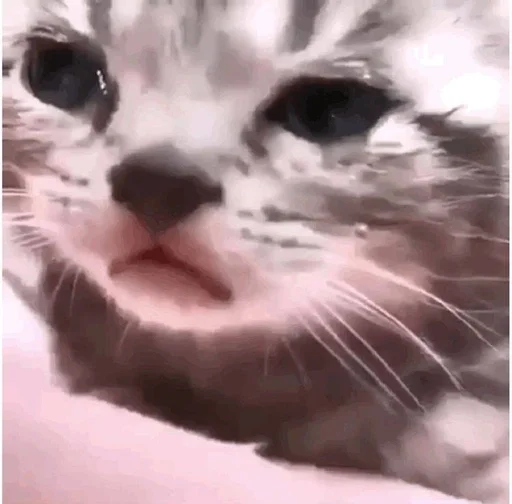 млекопитающее животное кошка