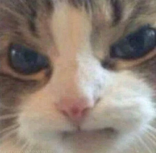 млекопитающее животное кошка