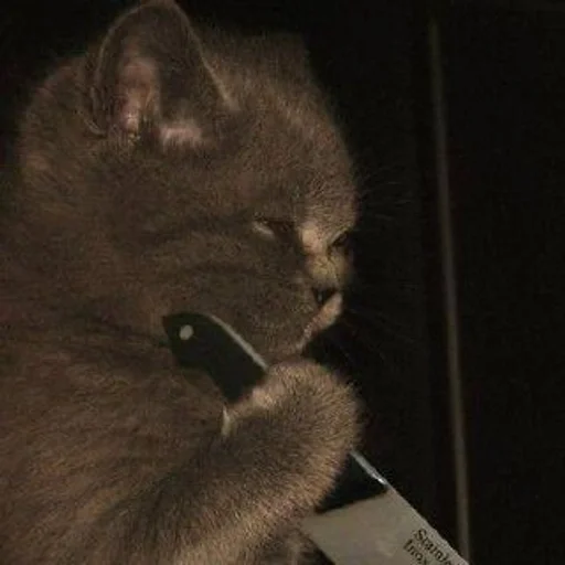 млекопитающее кошки малого и среднего размера кошачьи