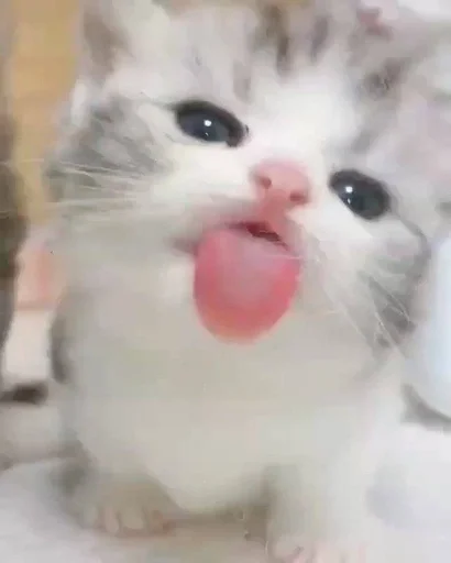 млекопитающее кошка животное