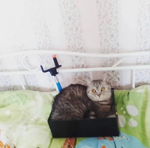 животное комнатный кошки малого и среднего размера