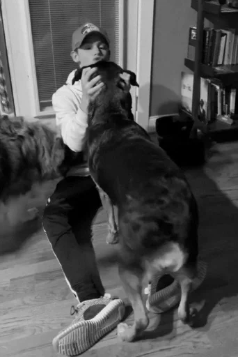 комнатный Человек собака