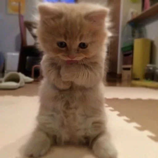 млекопитающее животное комнатный