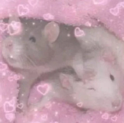 @achenetkakby мур :: @fStikBot - СМС