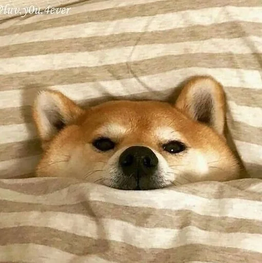 животное млекопитающее домашнее животное