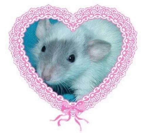 mammal animal rodent